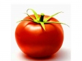 production-technology-of-tomato-in-pakistan-0